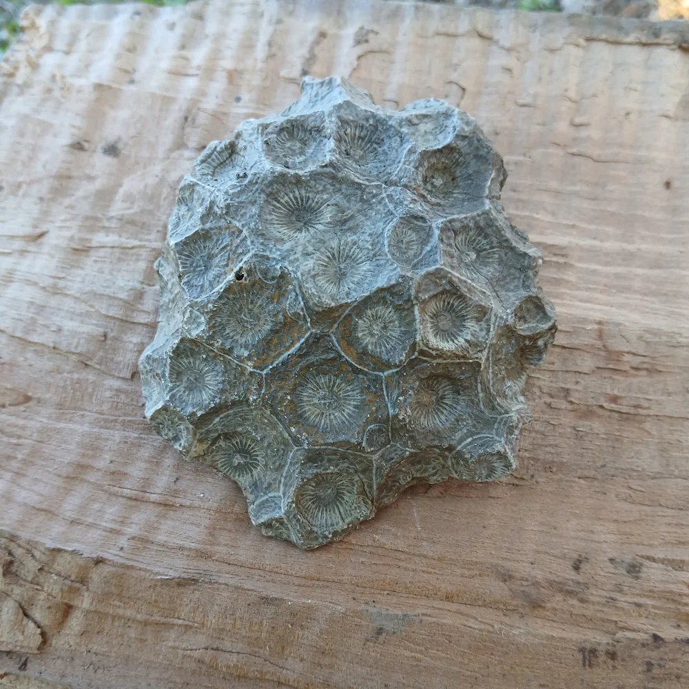 Natural Reptile Habitat Decor